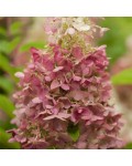 Hydrangea paniculata Diamantino